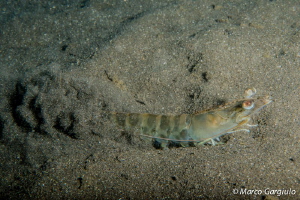 Paeneus kerathurus by Marco Gargiulo 